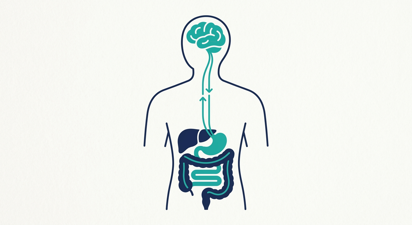 Diagram of the gut–brain axis showing two-way signaling between the brain and the gut.